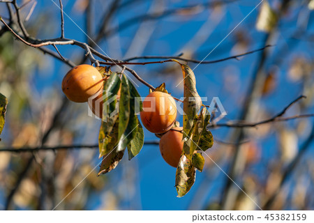 樹果 45382159
