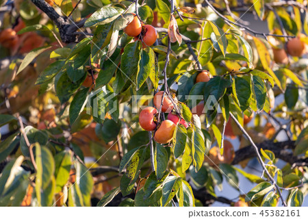 樹果 樹果 45382161