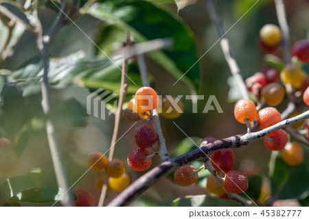 Akigumi fruit on tree Akigumi fruit on tree 45382777