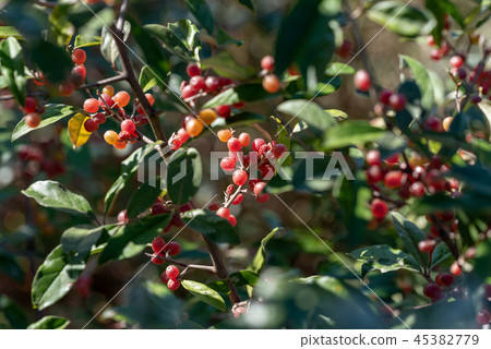 在樹的Akigumi果子 在樹的Akigumi果子 45382779