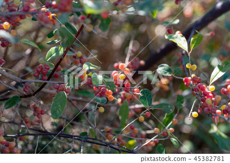 Akigumi fruit on tree Akigumi fruit on tree 45382781