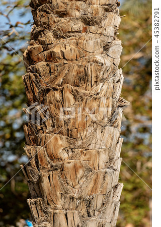 Close-up of a Tree Trunk of a Palm 45382791