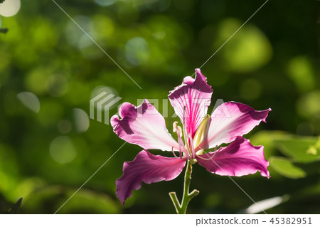 Purple orchid flower with greenery background Purple orchid flower with greenery background 45382951