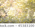 Nature, plants 45383100