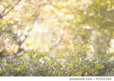 Nature, plants Nature, plants 45383100