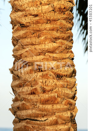 Close-up of a Tree Trunk of a Palm Close-up of a Tree Trunk of a Palm 45383101