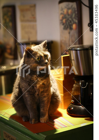 tree color cat sit beside the cattle on the table tree color cat sit beside the cattle on the table 45383496