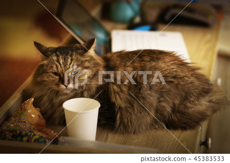 white cat in cat bed house white cat in cat bed house 45383533