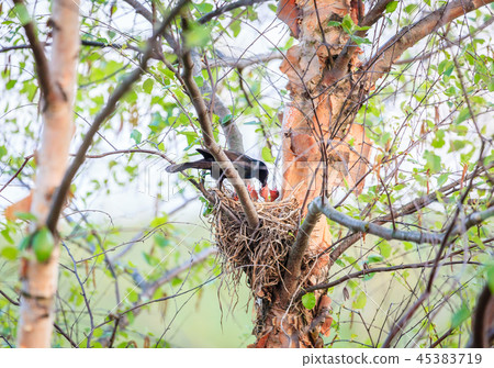 Common Grackle on the nest Common Grackle on the nest 45383719
