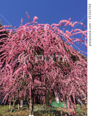 梅花樹 45383769