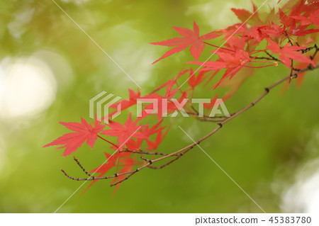 綠色秋葉與明亮的背景(楓樹,楓樹,桑樹) 綠色秋葉與明亮的背景(楓樹,楓樹,桑樹) 45383780