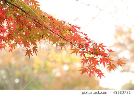 秋天的樹葉在淺色背景(楓樹,楓樹,桑樹) 秋天的樹葉在淺色背景(楓樹,楓樹,桑樹) 45383781