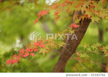 綠色秋葉與明亮的背景(楓樹,楓樹,桑樹) 綠色秋葉與明亮的背景(楓樹,楓樹,桑樹) 45383782