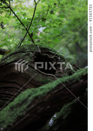 森林裡的一棵大樹(動物居住的地方,像樹一樣的樹) 森林裡的一棵大樹(動物居住的地方,像樹一樣的樹) 45383783