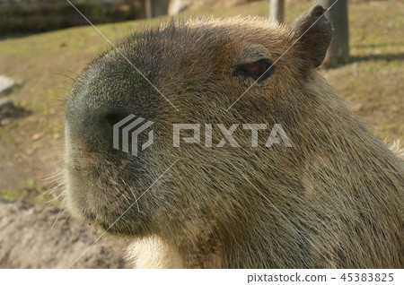 Capybara 45383825