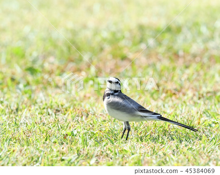 Hakusekirei 45384069