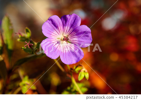 Purple flower and vibrant red background 45384217