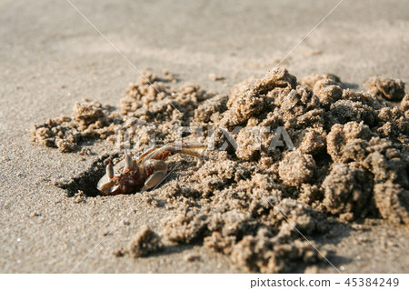 Crab digging hole in sand at beach Crab digging hole in sand at beach 45384249