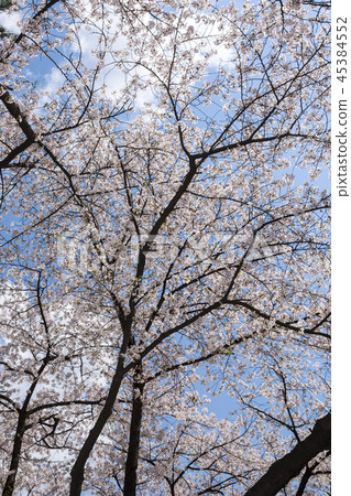 Cherry Blossom 45384552