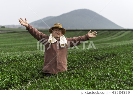 Green tea field Green tea field 45384559