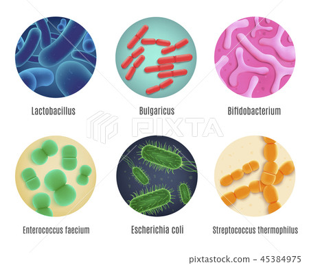 Symbiotic Human Bacteria Realistic Vector Set Symbiotic Human Bacteria Realistic Vector Set 45384975