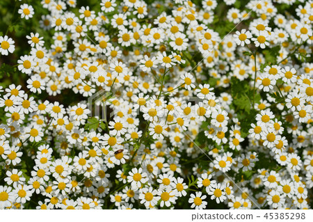 Golden Feverfew Golden Feverfew 45385298