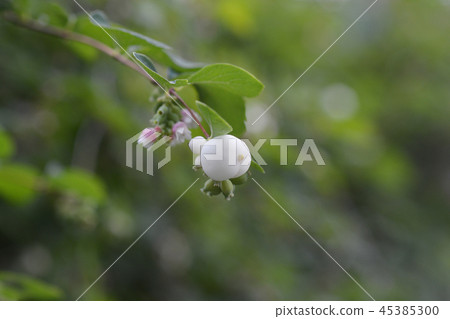 Coralberry 45385300