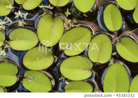 Giant salvinia Giant salvinia 45385332