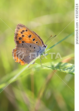 Shizimi butterfly Shizimi butterfly 45385614