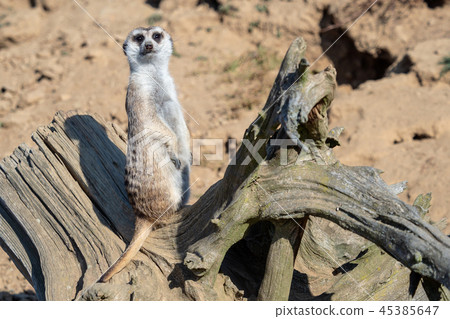 Suricata standing on a guard. Suricata standing on a guard. 45385647