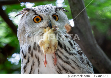 Siberian Eagle Owl with prey in the beak.  45385665