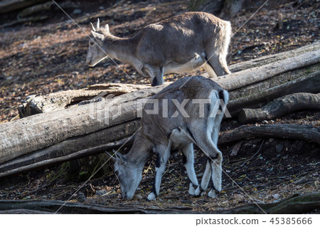 Bharal or Himalayan blue sheep or naur Bharal or Himalayan blue sheep or naur 45385666