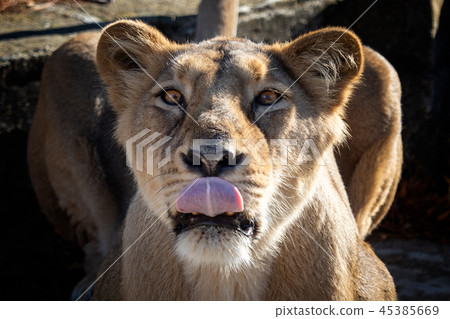 Asiatic lioness (Panthera leo persica).  45385669