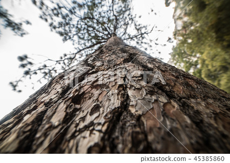 Closeup photo of pine tree bark at the forest 45385860