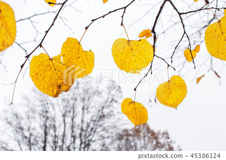 Yellow last leaves on the branches of a tree Linden Yellow last leaves on the branches of a tree Linden 45386124