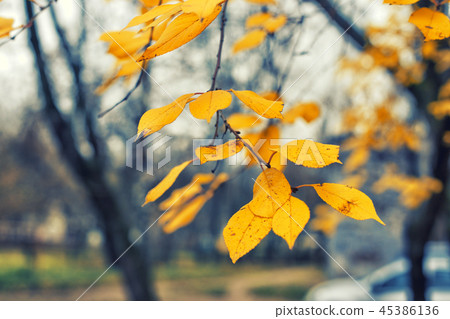 Yellow last leaves on the branches of a tree Linden Yellow last leaves on the branches of a tree Linden 45386136
