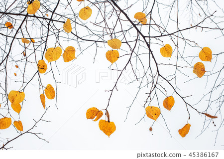 Yellow last leaves on the branches of a tree Linden Yellow last leaves on the branches of a tree Linden 45386167