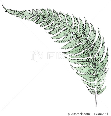 Isolated green fern illustration element. Watercolor background illustration set. Green leaf. 45386361