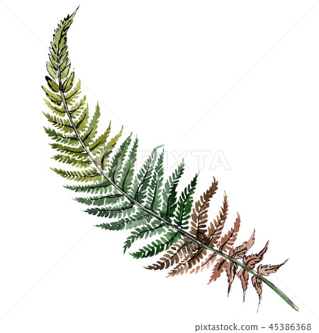 Isolated green fern illustration element. Watercolor background illustration set. Green leaf. 45386368