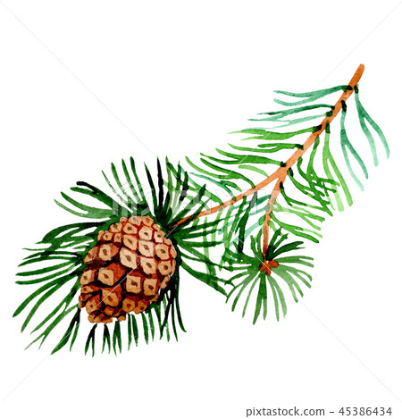 Pine branch. Christmas winter holiday symbol in a watercolor style isolated. 2019 year. 45386434