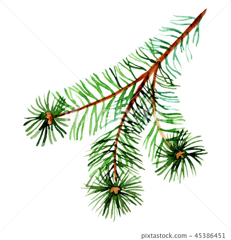 Pine branch. Christmas winter holiday symbol in a watercolor style isolated. 2019 year. Pine branch. Christmas winter holiday symbol in a watercolor style isolated. 2019 year. 45386451