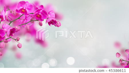 violet orchid flowers with butterflies violet orchid flowers with butterflies 45386611
