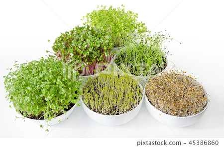 Microgreens and sprouts triangle in white bowls 45386860