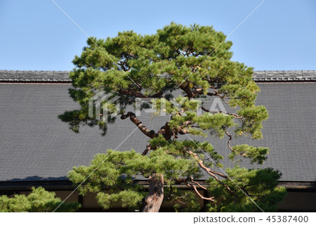 Akamatsu in the garden 45387400