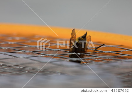 Macro bee sting 45387662
