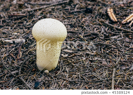 Young puffball mushroom 45389124