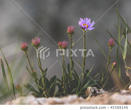 Purple flower on rock Purple flower on rock 45389148