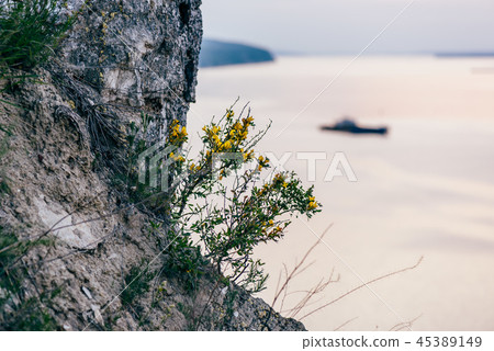 yellow flowers on cliff yellow flowers on cliff 45389149
