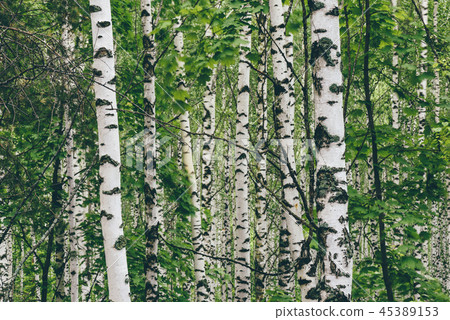 Birch tree background 45389153