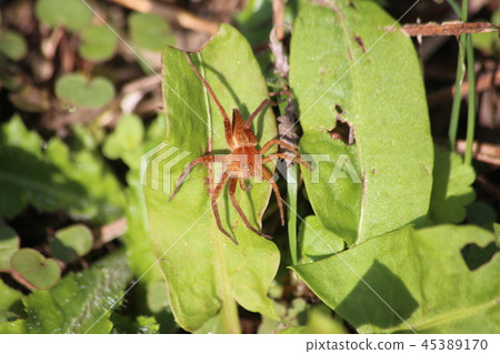 Ilo-billed spider　 45389170
